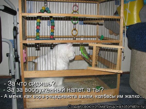 Котоматрица: - За что сидишь? - За что сидишь? - За за вооруженный налет, а ты? - А меня, как вора-рецедивиста взяли, колбасы им жалко...
