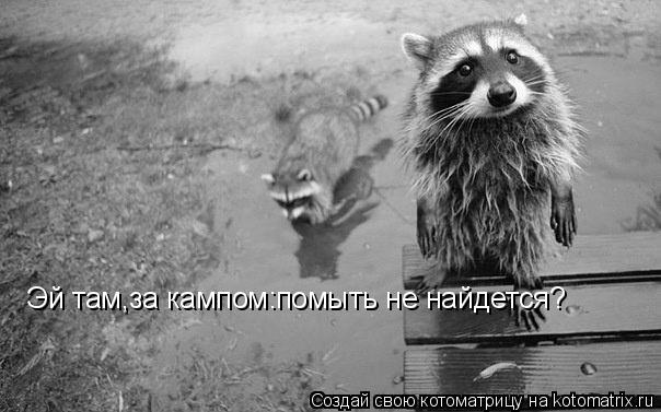 Эй там,за кампом:помыть не найдется?... Котоматрица: Эй там,за кампом:помыть не найдется?
