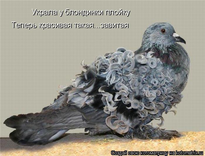 Украла у блондинки плойку Теперь красивая такая...завитая... Котоматрица: Украла у блондинки плойку Теперь красивая такая...завитая