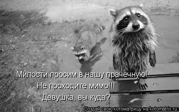 Котоматрица: Милости просим в нашу прачечную! Не проходите мимо!!! Девушка, вы куда?