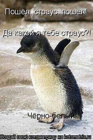 Котоматрица: Пошёл, страус, пошёл! Да какой я тебе страус?! Чёрно-белый!