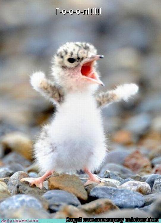 Котоматрица: Г-о-о-о-л!!!!!!