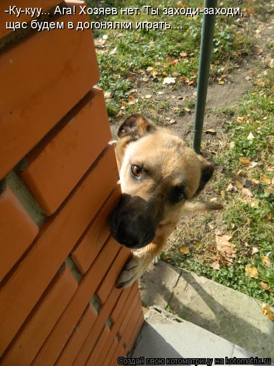 -Ку-куу... Ага! Хозяев нет. Ты заходи-заходи, щас будем в догонялки играть....... Котоматрица: -Ку-куу... Ага! Хозяев нет. Ты заходи-заходи, щас будем в догонялки играть....