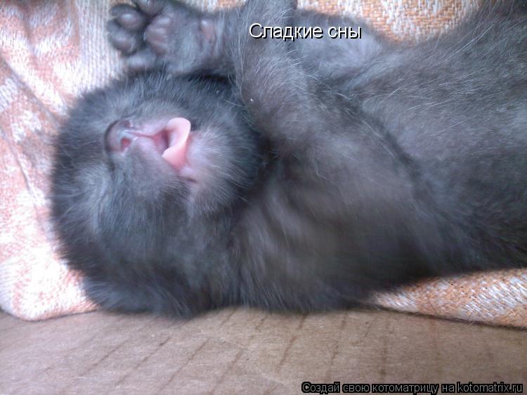 Сладкие сны... Котоматрица: Сладкие сны