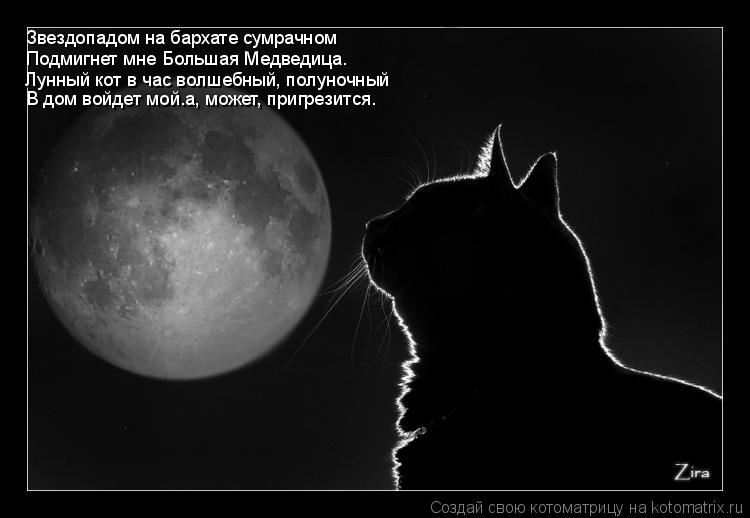 Звездопадом на бархате сумрачном Подмигнет мне Большая Медведица. Лунный кот в час волшебный, полуноч... Котоматрица: Звездопадом на бархате сумрачном Подмигнет мне Большая Медведица. Лунный кот в час волшебный, полуночный В дом войдет мой…а, может, пригре