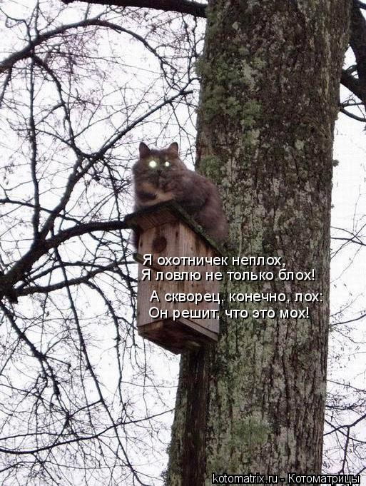 Я охотничек неплох, Я ловлю не только блох! А скворец, конечно, лох: Он решит, что это мох!... Котоматрица: Я охотничек неплох, Я ловлю не только блох! А скворец, конечно, лох: Он решит, что это мох!