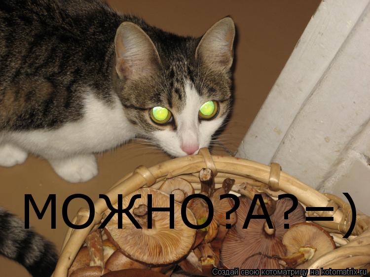 МОЖНО?А?=)... Котоматрица: МОЖНО?А?=)