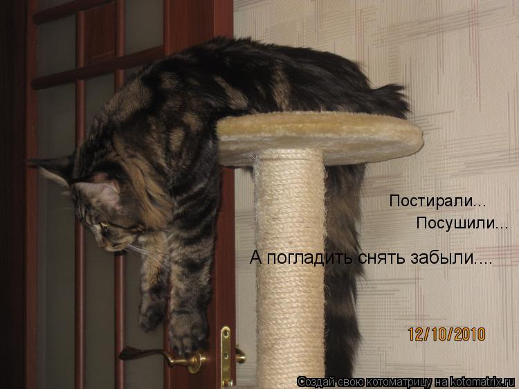 А погладить снять забыли.... Постирали... Посушили...... Котоматрица: А погладить снять забыли.... Постирали... Посушили...