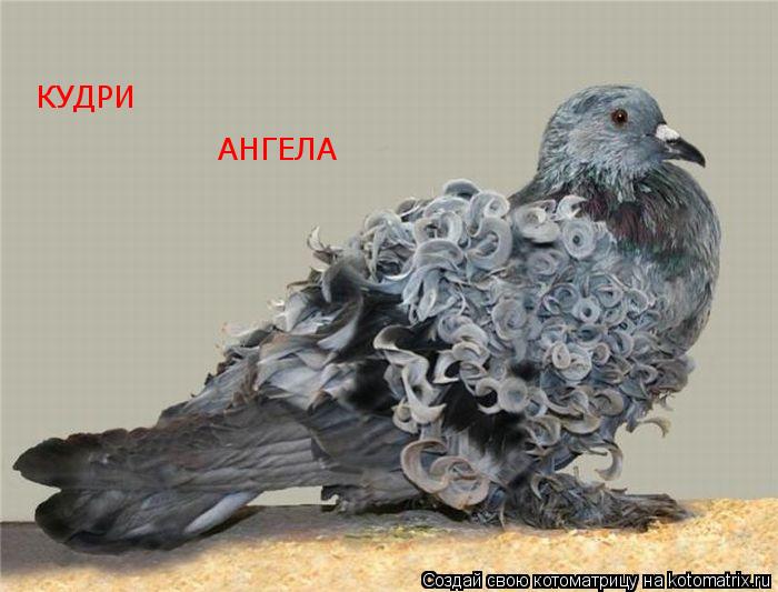 КУДРИ АНГЕЛА... Котоматрица: КУДРИ АНГЕЛА