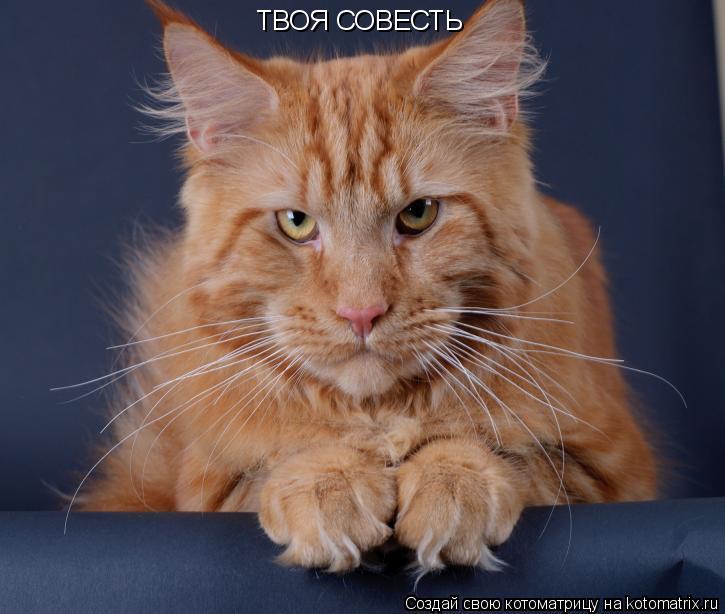 Котоматрица: ТВОЯ СОВЕСТЬ