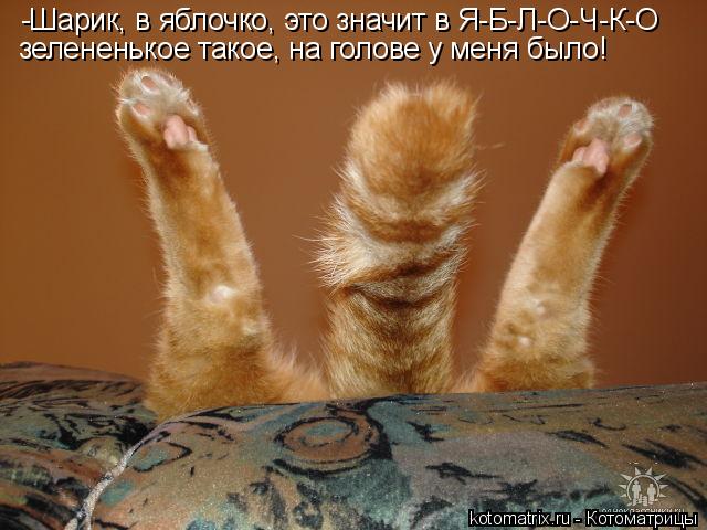 Котоматрица: -Шарик, в яблочко, это значит в Я-Б-Л-О-Ч-К-О зелененькое такое, на голове у меня было!