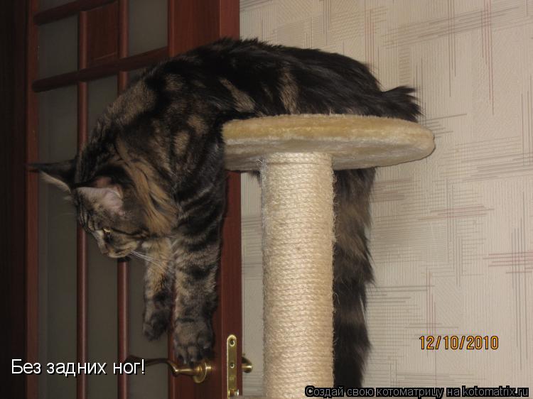 Котоматрица: Без задних ног!