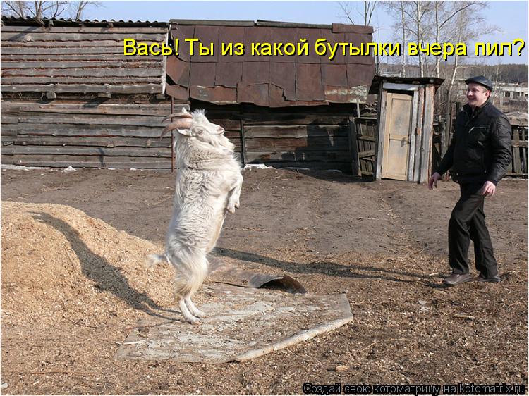 Вась! Ты из какой бутылки вчера пил?... Котоматрица: Вась! Ты из какой бутылки вчера пил?