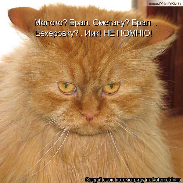 Котоматрица: -Молоко? Брал. Сметану? Брал... Бехеровку?.. Иик! НЕ ПОМНЮ!