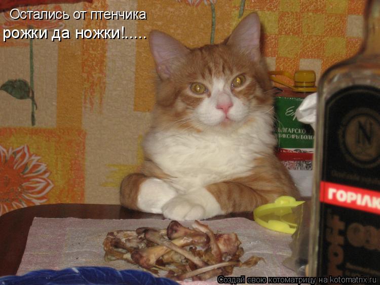 Котоматрица: Остались от птенчика рожки да ножки!.....