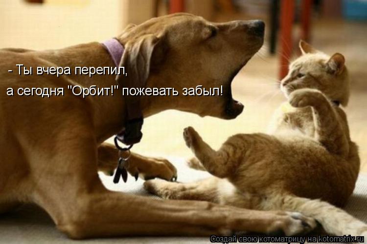 - Ты вчера перепил, а сегодня "Орбит!" пожевать забыл!... Котоматрица: - Ты вчера перепил, а сегодня "Орбит!" пожевать забыл!