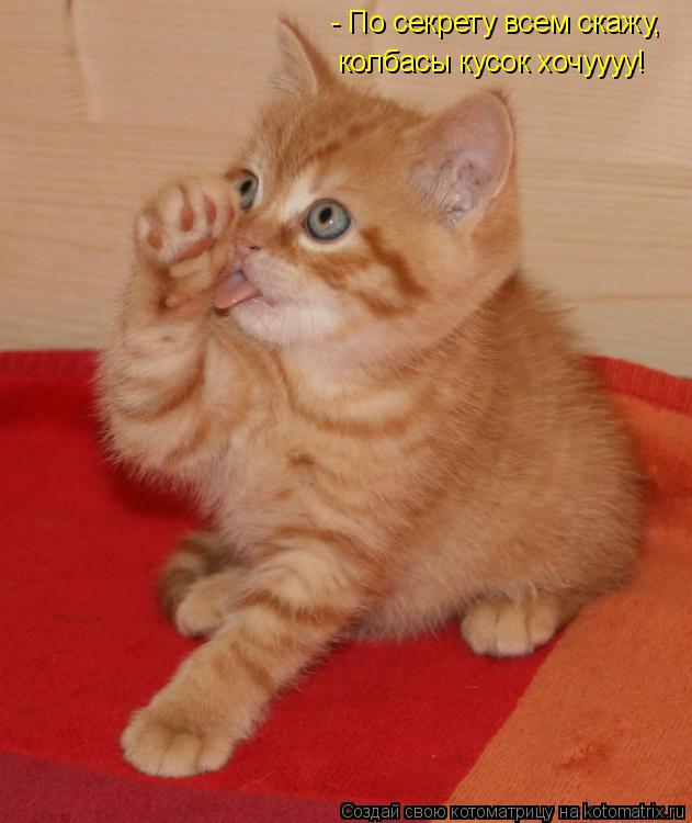 - По секрету всем скажу, колбасы кусок хочуууу!... Котоматрица: - По секрету всем скажу, колбасы кусок хочуууу!