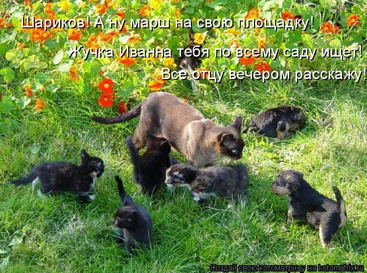 Шариков! А ну марш на свою площадку! Жучка Иванна тебя по всему саду ищет! Все отцу вечером расскажу... Котоматрица: Шариков! А ну марш на свою площадку! Жучка Иванна тебя по всему саду ищет! Все отцу вечером расскажу!