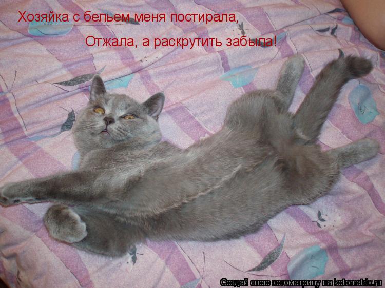 Котоматрица: Хозяйка с бельем меня постирала,  Отжала, а раскрутить забыла!