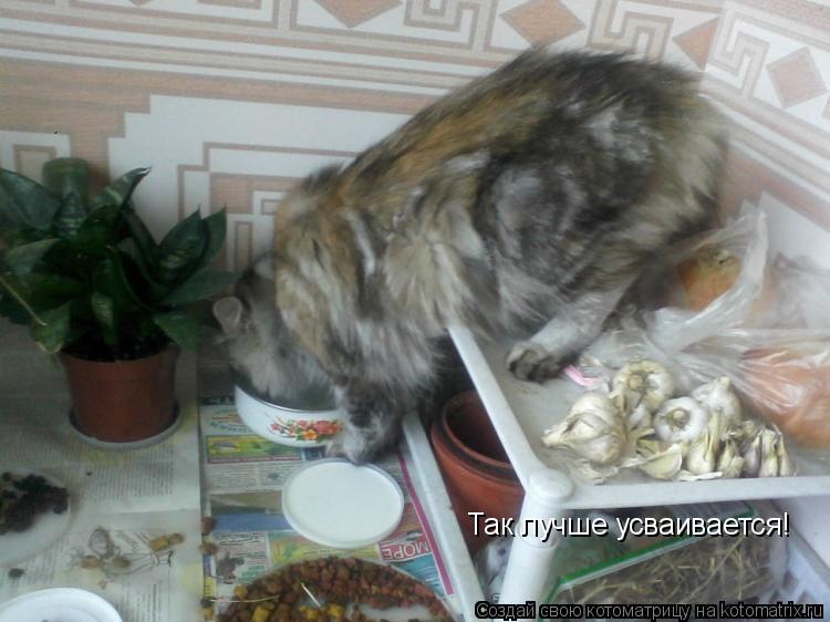 Котоматрица: Так лучше усваивается!