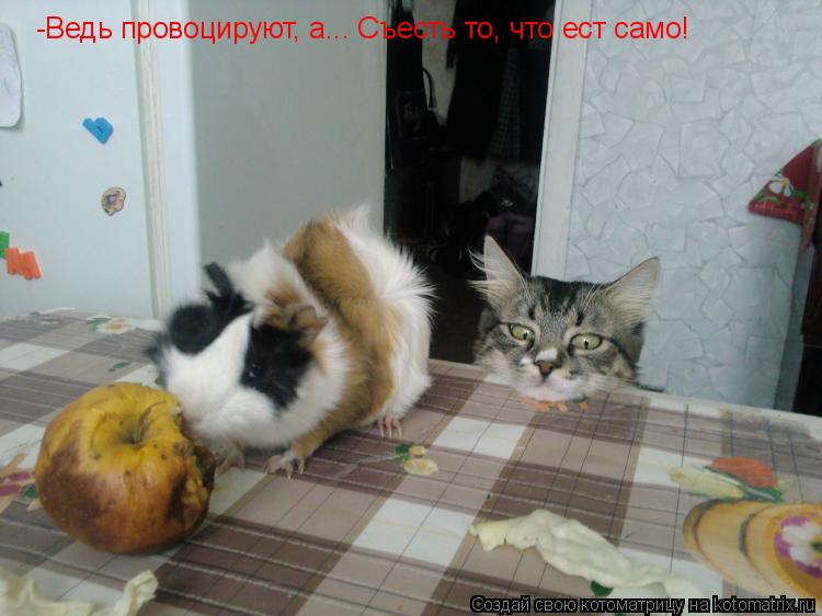 Котоматрица: -Ведь провоцируют, а... Съесть то, что ест само!