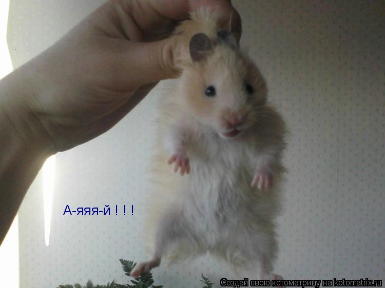 Котоматрица: А-яяя-й ! ! !