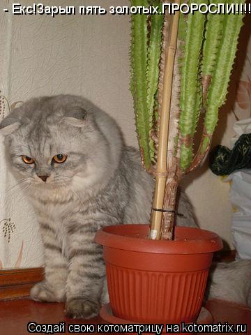 Котоматрица: - Екс!Зарыл пять золотых.ПРОРОСЛИ!!!!!!