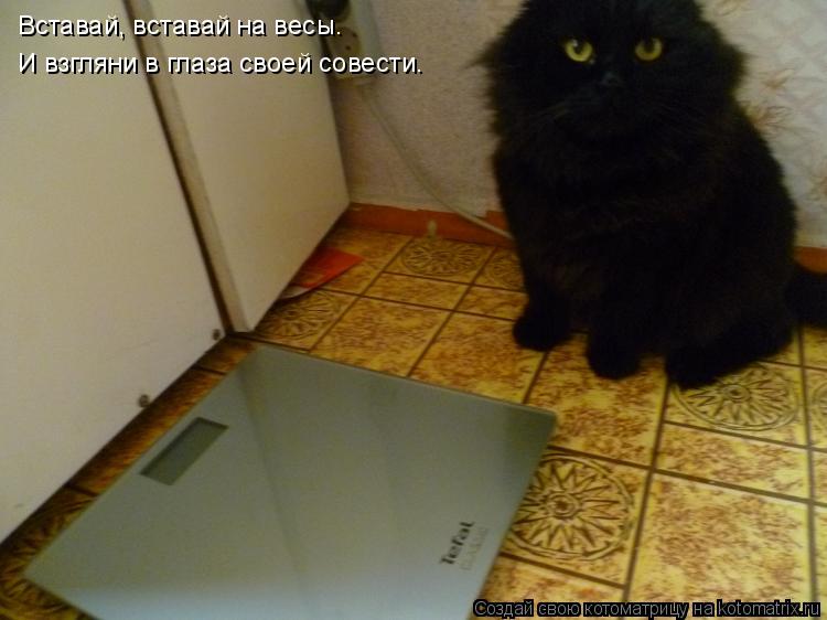 Котоматрица: Вставай, вставай на весы. И взгляни в глаза своей совести.