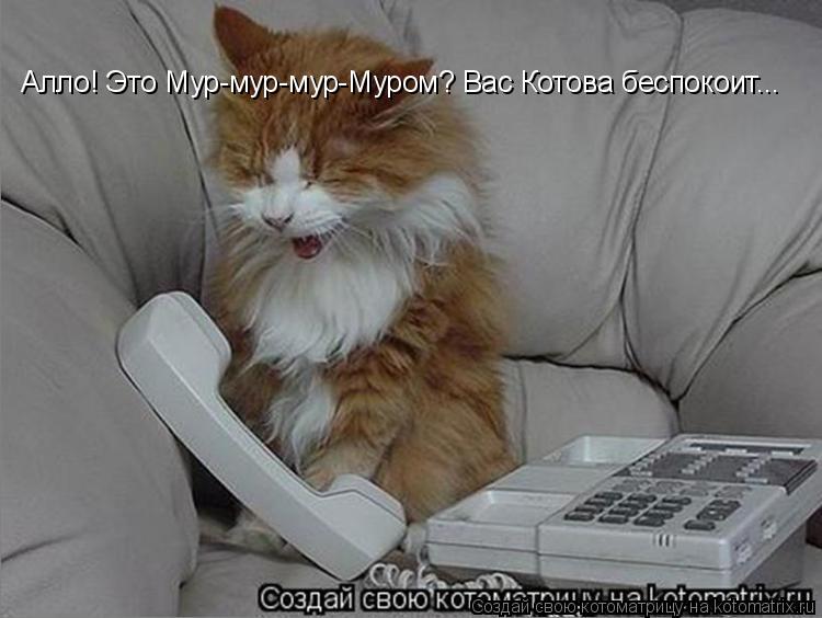 Котоматрица: Алло! Это Мур-мур-мур-Муром? Вас Котова беспокоит...