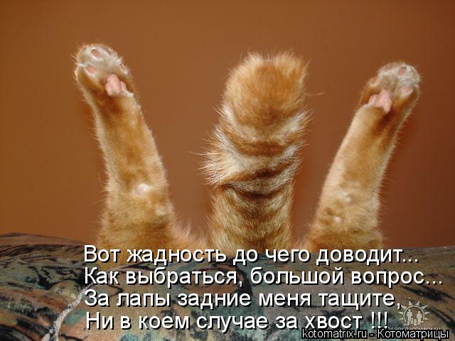 Котоматрица: Вот жадность до чего доводит... Как выбраться, большой вопрос... За лапы задние меня тащите, Ни в коем случае за хвост !!!