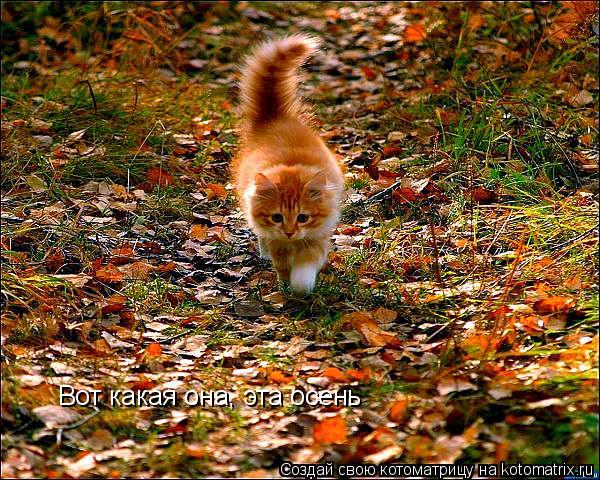 Котоматрица: Вот какая она, эта осень