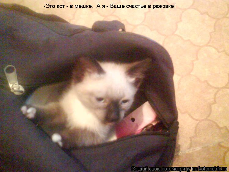 Котоматрица: -Это кот - в мешке.  А я - Ваше счастье в рюкзаке!