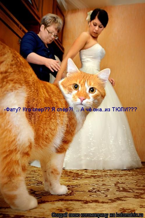 Котоматрица: -Фату? Кто спер?? Я спёр?!  .. А чё она..из ТЮЛИ???