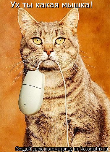Котоматрица: Ух ты какая мышка!