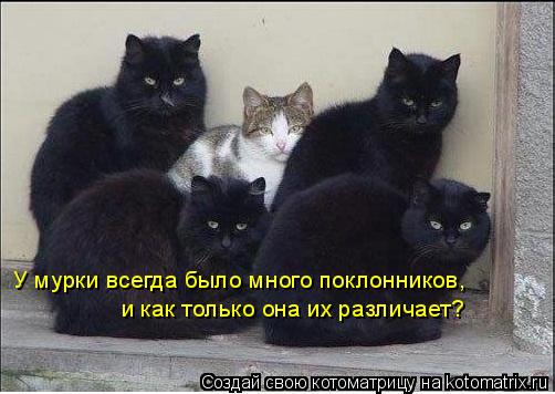 Котоматрица: У мурки всегда было много поклонников У мурки всегда было много поклонников, и как только она их различает?