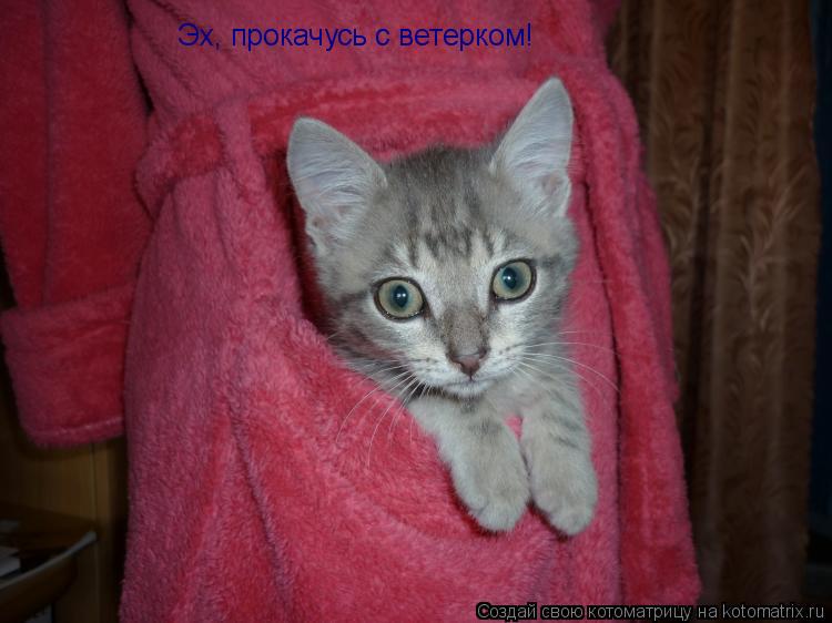 Котоматрица: Эх, прокачусь с ветерком!