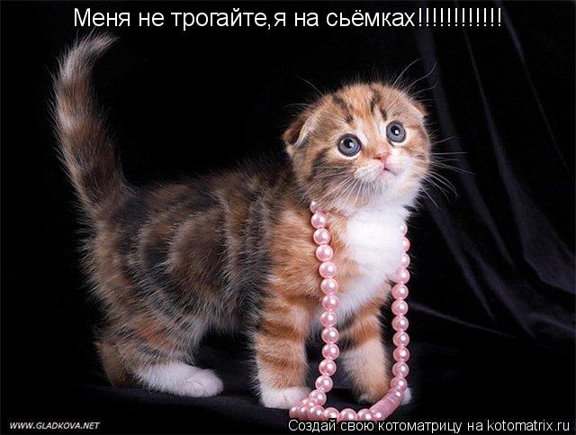 Котоматрица: Меня не трогайте,я на сьёмках!!!!!!!!!!!! Меня не трогайте,я на сьёмках!!!!!!!!!!!!