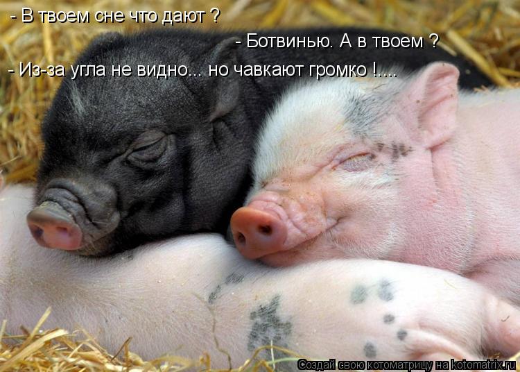 - В твоем сне что дают ? - Ботвинью. А в твоем ? - Из-за угла не видно... но чавкают громко !....... Котоматрица: - В твоем сне что дают ? - Ботвинью. А в твоем ? - Из-за угла не видно... но чавкают громко !....