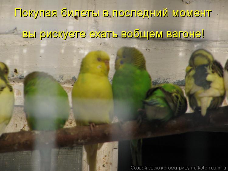 Котоматрица: Покупая билеты в последний момент вы рискуете ехать вобщем вагоне!