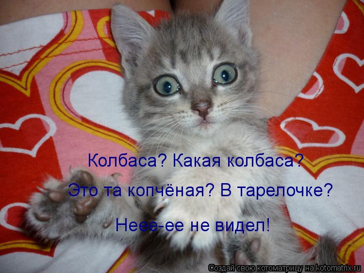 Котоматрица: Колбаса? Какая колбаса?   Это та копчёная? В тарелочке?  Неее-ее не видел!