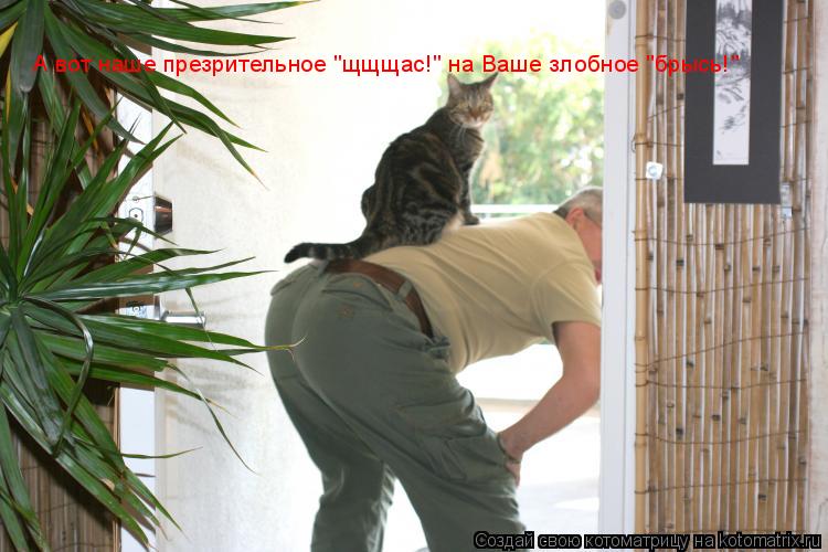 Котоматрица: А вот наше презрительное "щщщас!" на Ваше злобное "брысь!"