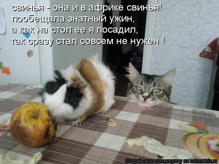 Котоматрица: а как на стол ее я посадил, так сразу стал совсем не нужен ! свинья - она и в африке свинья! пообещала знатный ужин,