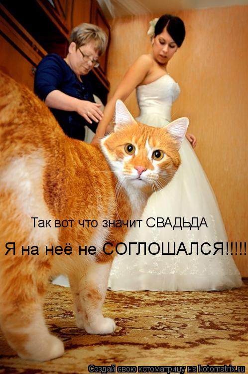 Котоматрица: Так вот что значит СВАДЬДА Я на неё не СОГЛОШАЛСЯ!!!!!