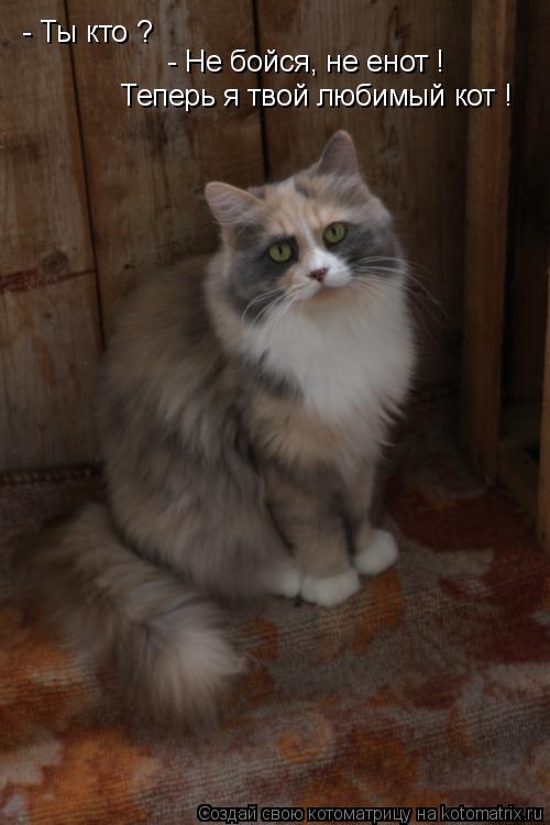 Котоматрица: - Ты кто ? - Не бойся, не енот ! Теперь я твой любимый кот !