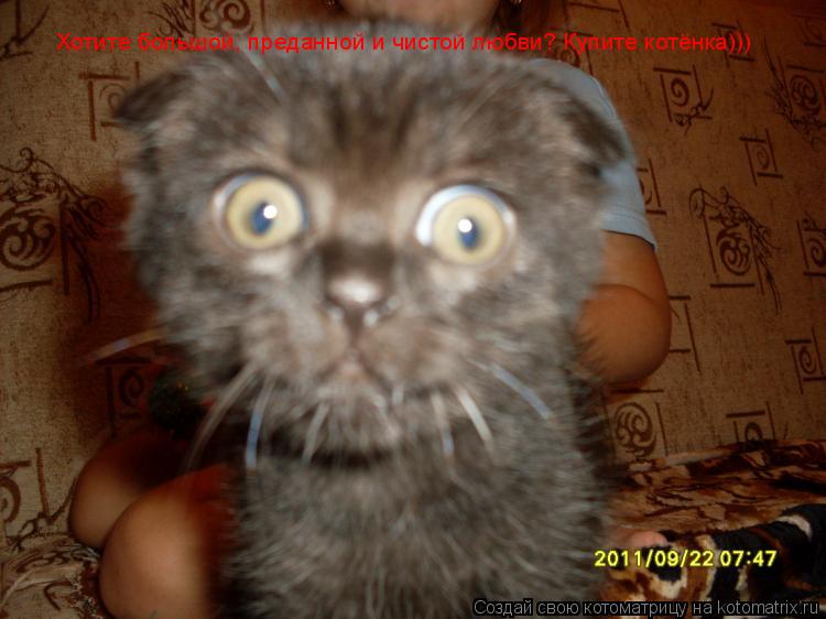 Котоматрица: Хотите большой, преданной и чистой любви? Купите котёнка)))