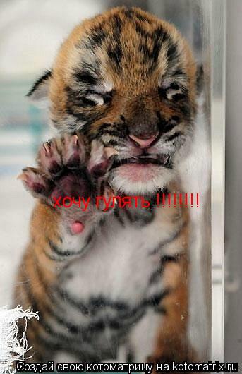 Котоматрица: хочу гулять !!!!!!!! хочу гулять !!!!!!!!