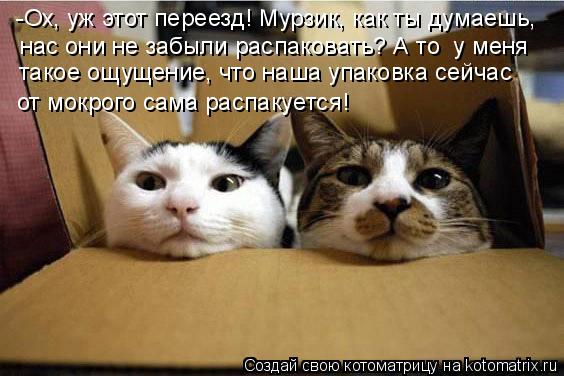 Котоматрица: -Ох, уж этот переезд! Мурзик, как ты думаешь, нас они не забыли распаковать? А то  у меня такое ощущение, что наша упаковка сейчас от мокрого са