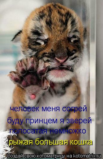 человек меня согрей буду принцем я зверей полосатая немножко рыжая большая кошка... Котоматрица: человек меня согрей буду принцем я зверей полосатая немножко рыжая большая кошка