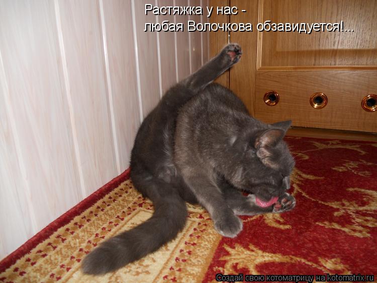 Растяжка у нас - любая Волочкова обзавидуется!...... Котоматрица: Растяжка у нас - любая Волочкова обзавидуется!...