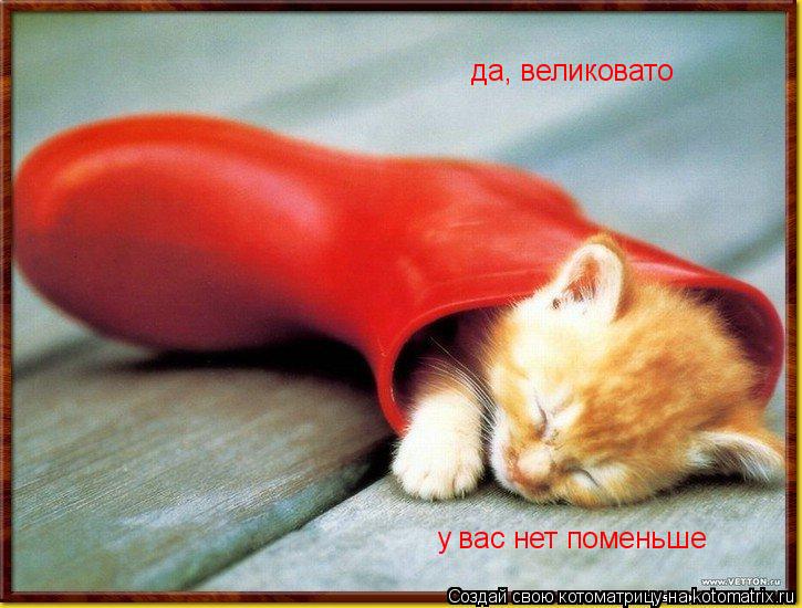 да, великовато у вас нет поменьше... Котоматрица: да, великовато у вас нет поменьше